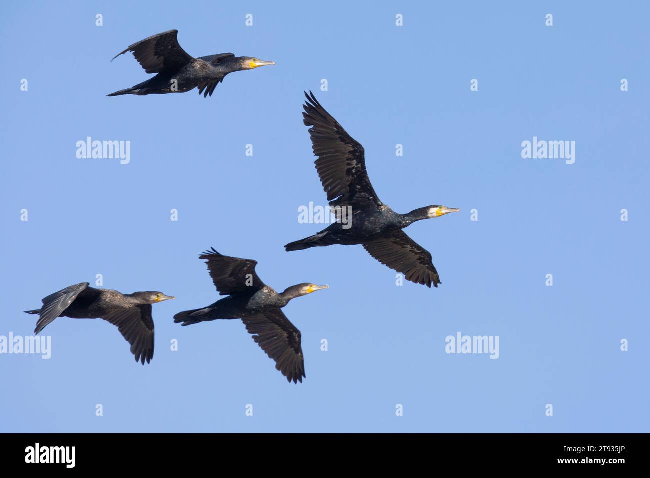 Grand cormoran continental (Phalacrocorax carbo sinensis), un troupeau en plumage hivernal en vol, Campanie, Italie Banque D'Images