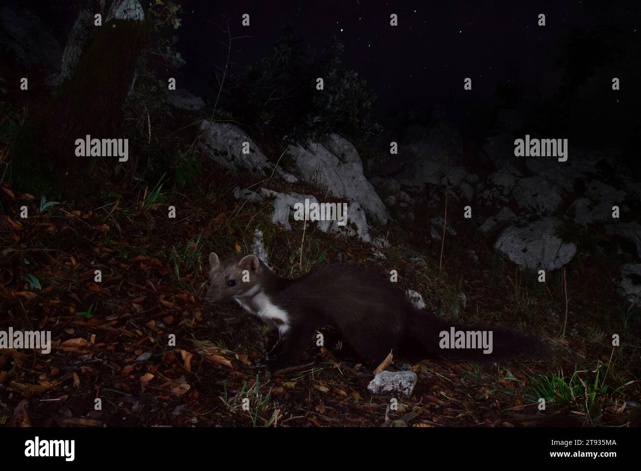 Marten de hêtre (Martes foina), vue latérale d'un adulte debout sur le sol la nuit, Campanie, Italie Banque D'Images