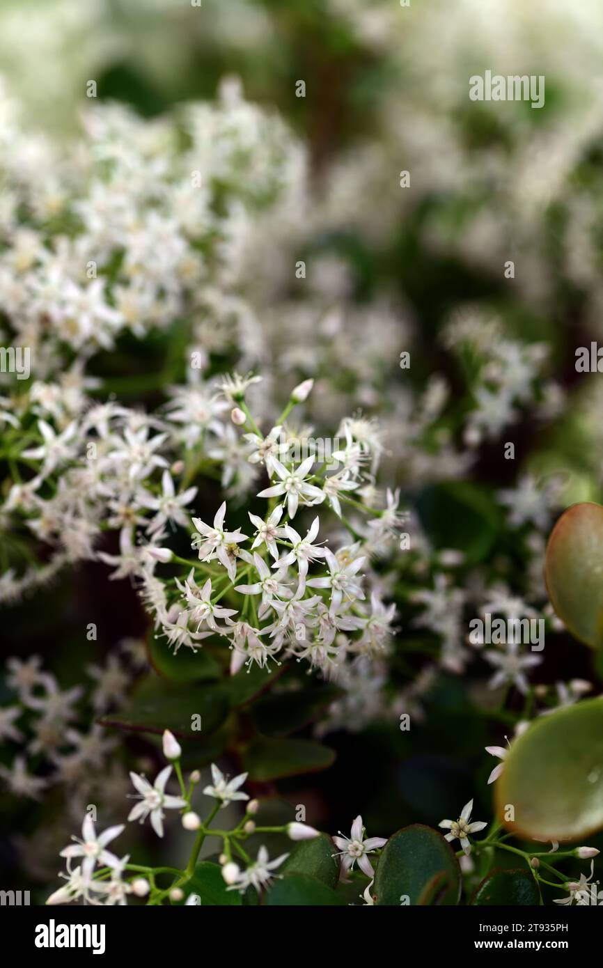 crassula ovata, petites fleurs blanches, plante de jade, plante chanceuse, plante d'argent, arbre d'argent, plante succulente, succulentes, RM Floral Banque D'Images