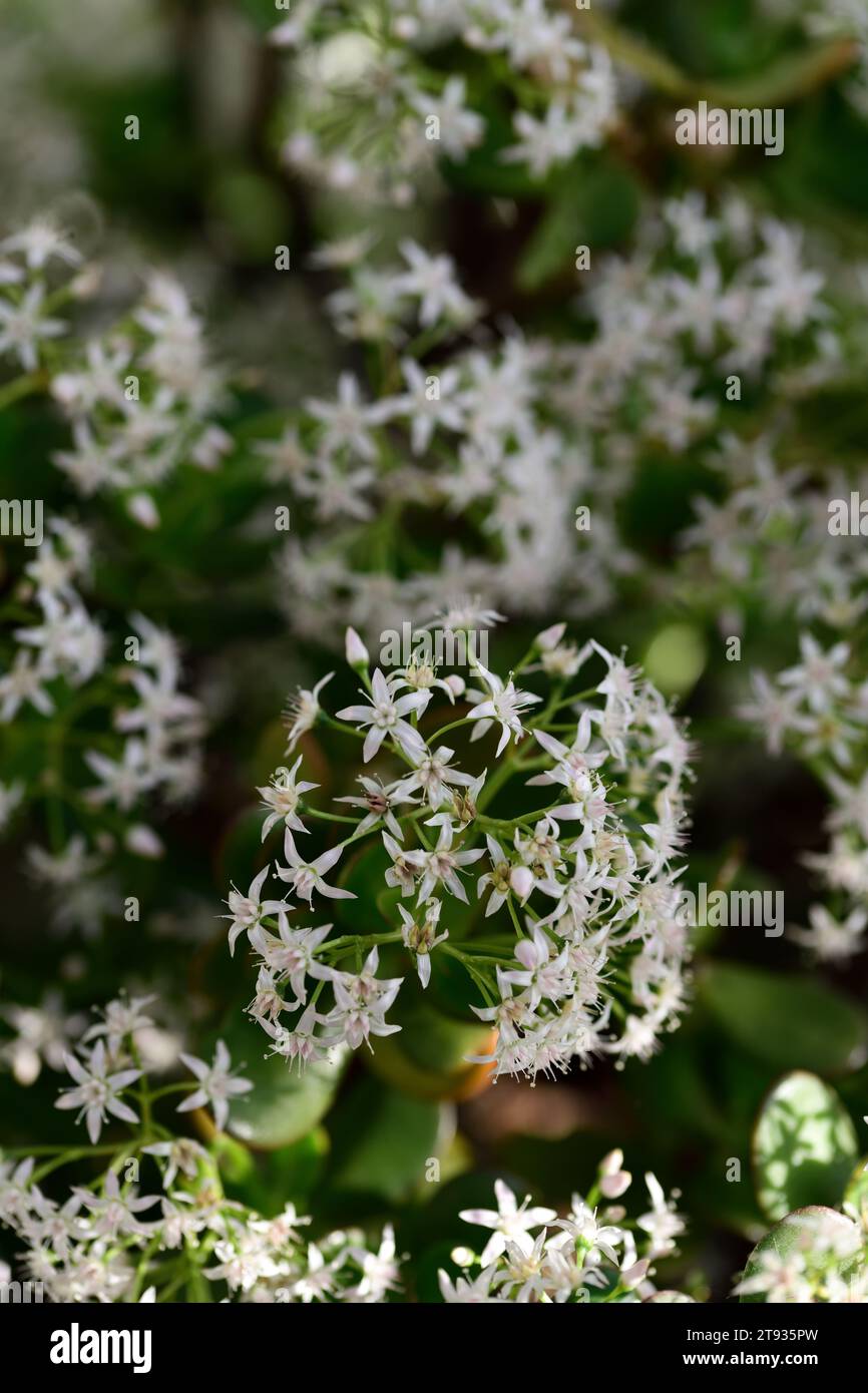 crassula ovata, petites fleurs blanches, plante de jade, plante chanceuse, plante d'argent, arbre d'argent, plante succulente, succulentes, RM Floral Banque D'Images