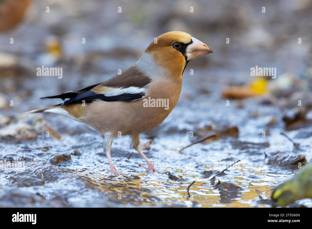 Hawfinch (Coccothraustes coccothraustes), vue latérale d'un mâle adulte debout sur le sol, Campanie, Italie Banque D'Images