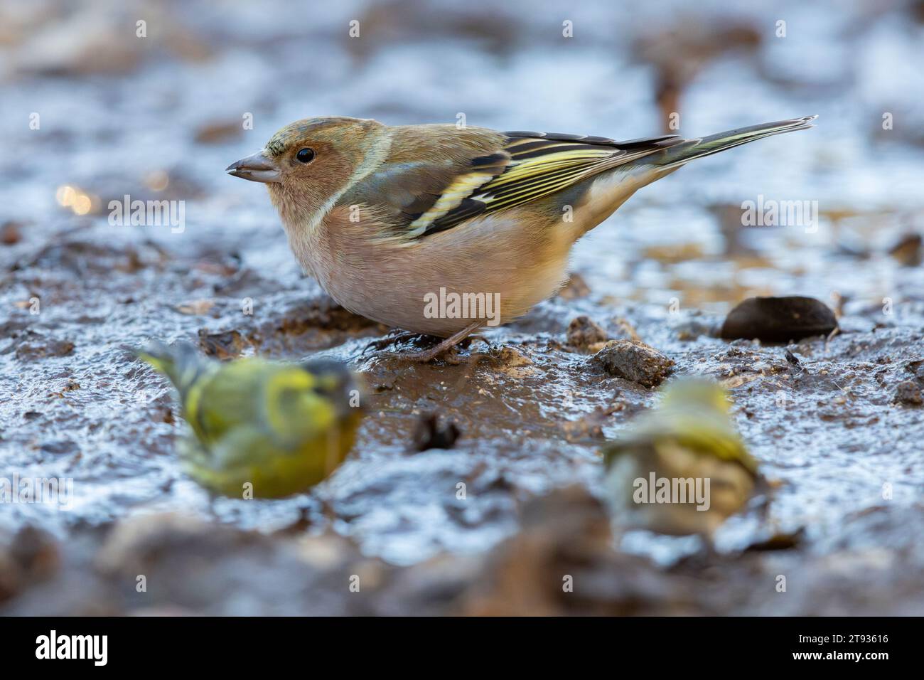 Chaffinch commun (Fringilla coelebs), vue latérale d'un mâle debout sur le sol, Campanie, Italie Banque D'Images