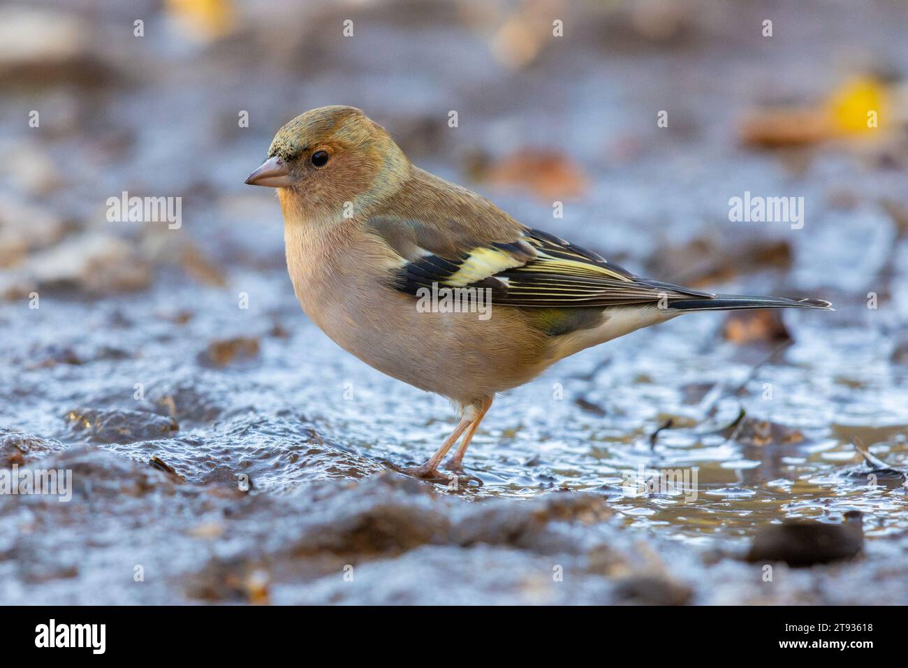 Chaffinch commun (Fringilla coelebs), vue latérale d'un mâle debout sur le sol, Campanie, Italie Banque D'Images