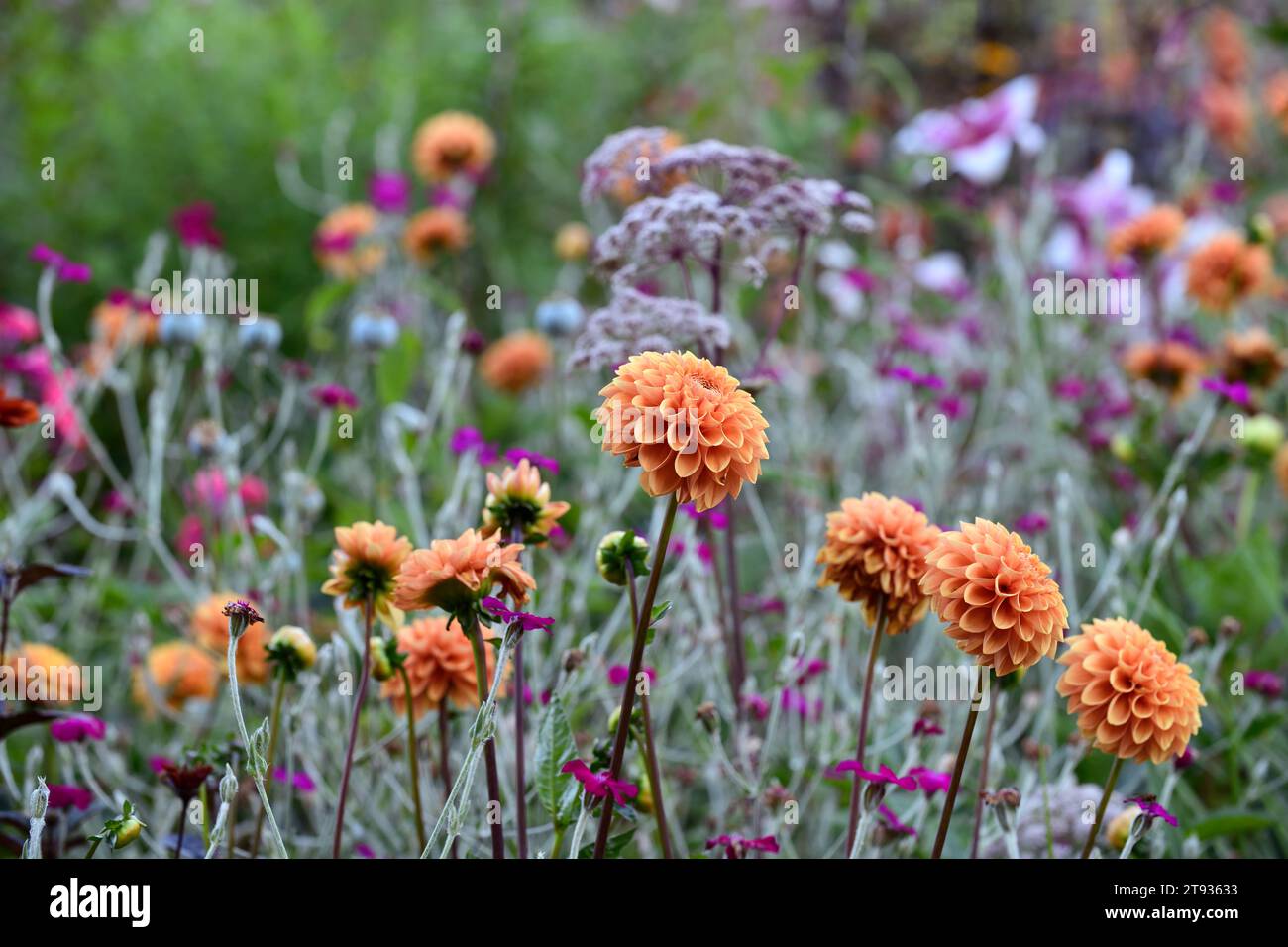 Brons de Dahlia Cornel,dahlias,plan de plantation mixte,lit mixte,bordure mixte,jardin,jardins,RM Floral Banque D'Images