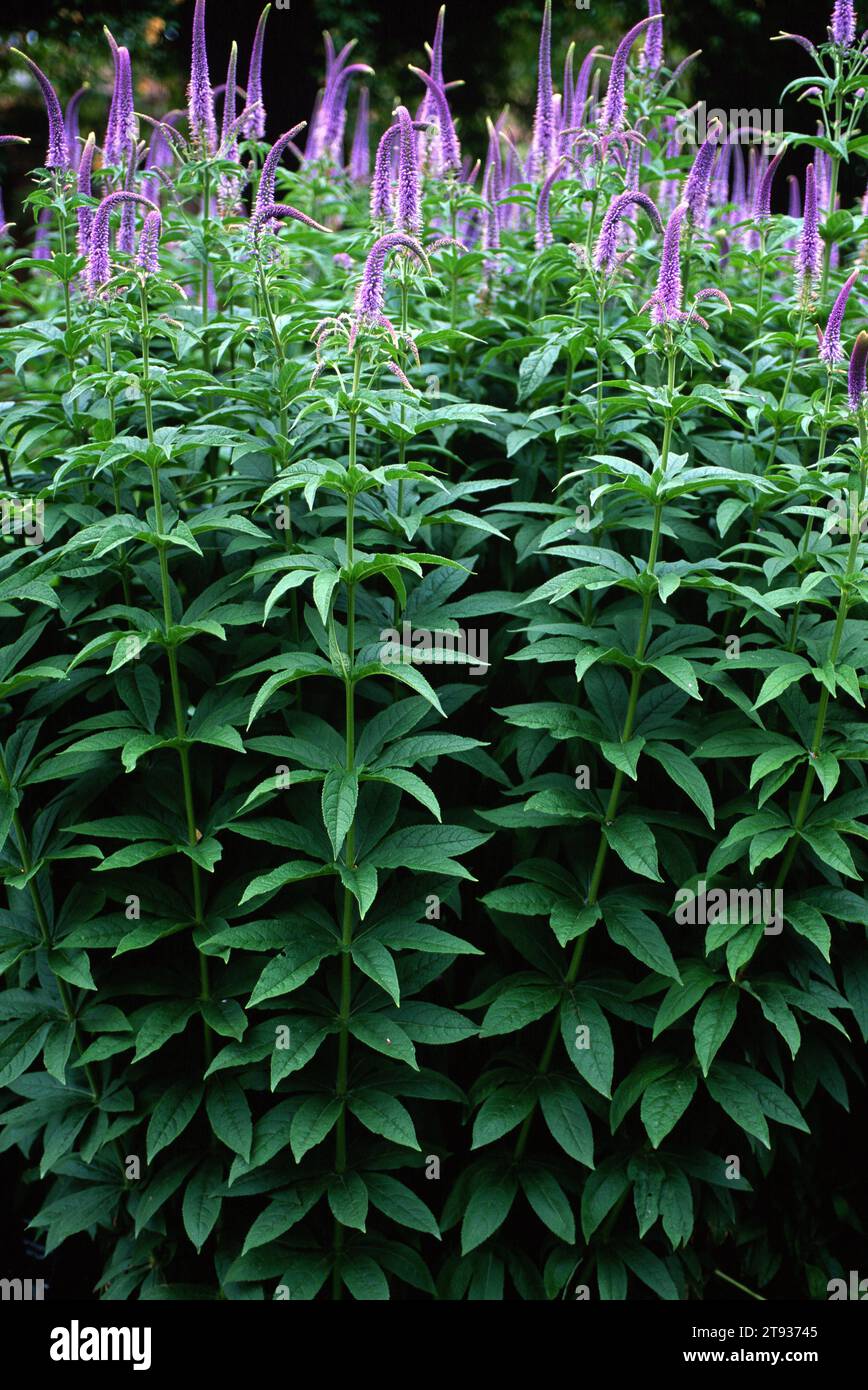 La racine de Sibirian veronicastrum ou Culver (Veronicastrum sibiricum) est une plante herbacée vivace originaire de Russie, de Chine, du Japon et de Corée. Banque D'Images