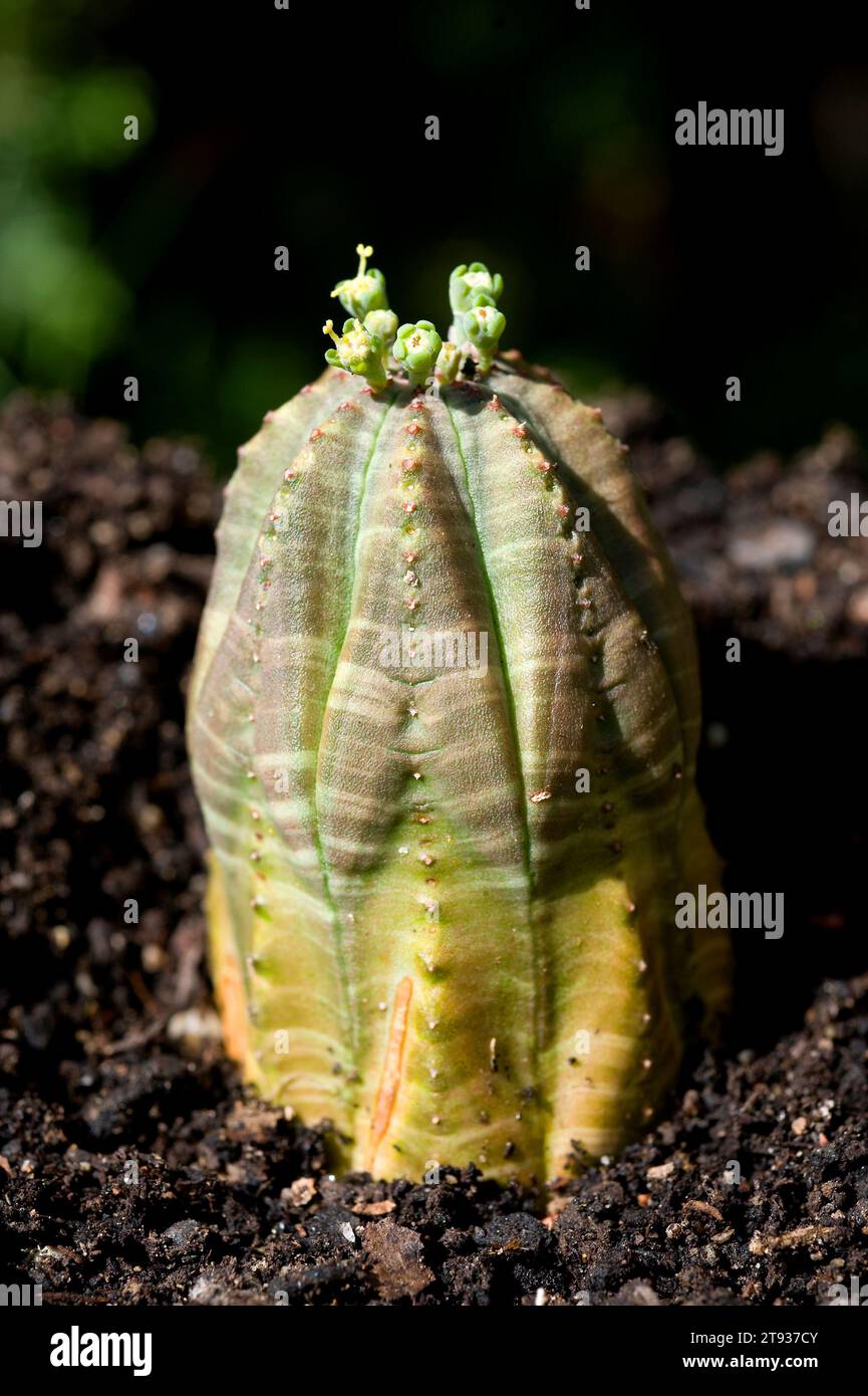 L'usine de baseball (Euphorbia obesa) est une plante en voie de disparition originaire d'Afrique du Sud. Banque D'Images