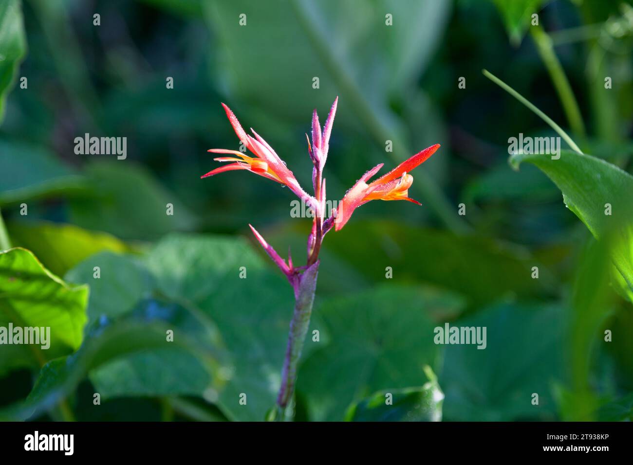 Gros plan sur une Heliconia psittacorum couverte de rosée matinale. Banque D'Images