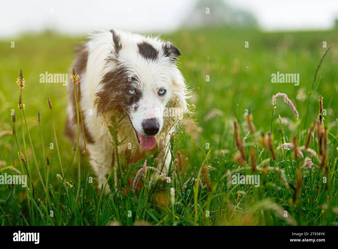 portrait de chien de race collie frontière heureuse avec les yeux bleus marchant sur le terrain. animaux de compagnie et animaux de compagnie. Banque D'Images