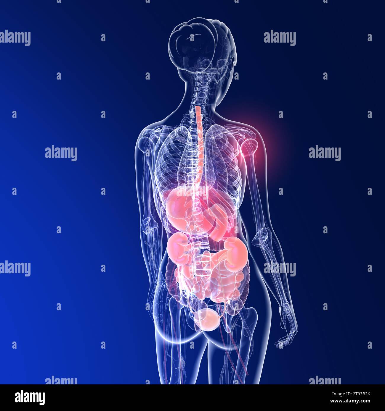 Illustration 3D transparente de l'anatomie du dos d'une femme. Montrant le squelette et les organes internes sur fond bleu. Banque D'Images
