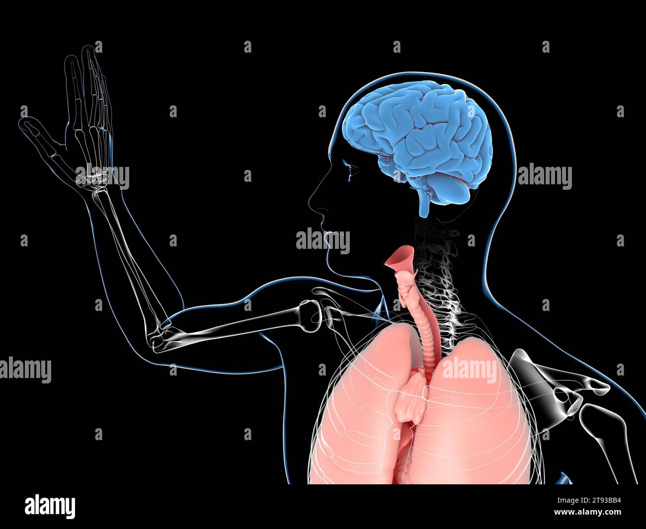 Illustration anatomique 3D du torse transparent hamano. Montrant le cerveau isolé, le système respiratoire et le squelette. Sur fond noir. Banque D'Images