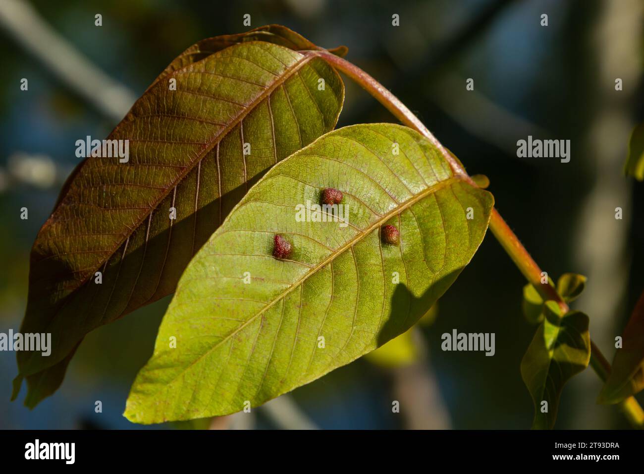 Maladie des groseilles rouges et blanches, infection par des pucerons gaulois Anthracnose. Ampoules brunes sur les feuilles vertes sur la face supérieure. Banque D'Images