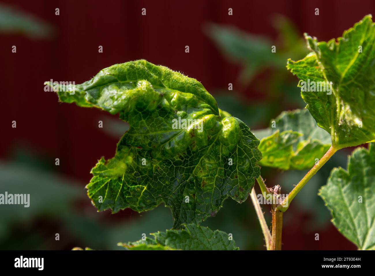 Maladie des groseilles rouges et blanches, infection par des pucerons gaulois Anthracnose. Ampoules brunes sur les feuilles vertes sur la face supérieure. Banque D'Images