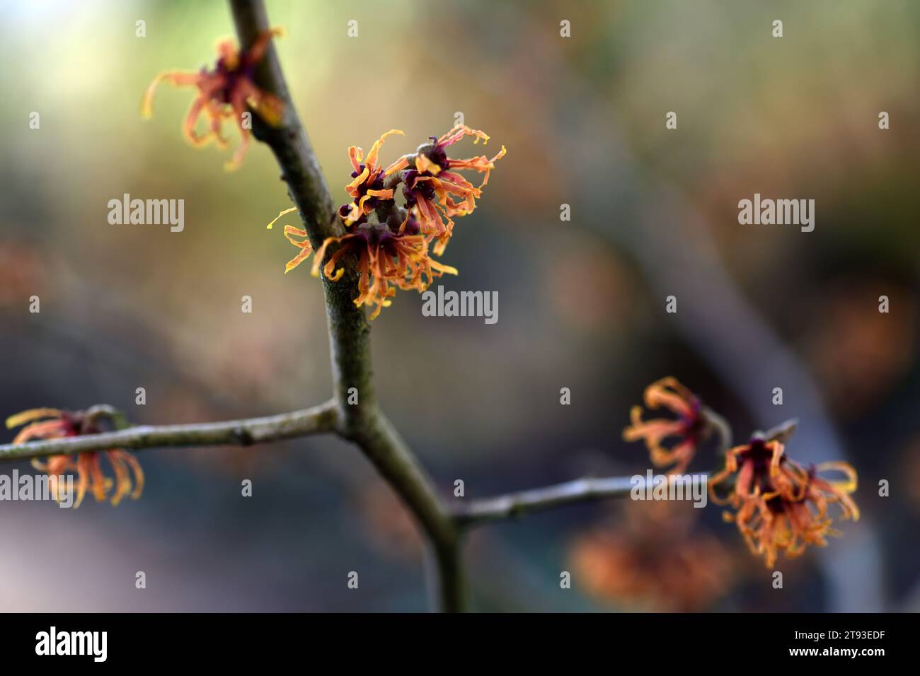 hamamelis x intermedia jelena, noisette de sorcière, noisettes de sorcière, fleurs cuivrées-orange, fleurs parfumées, fleur parfumée, floraison hivernale, arbuste à feuilles caduques, arbustes, tr Banque D'Images