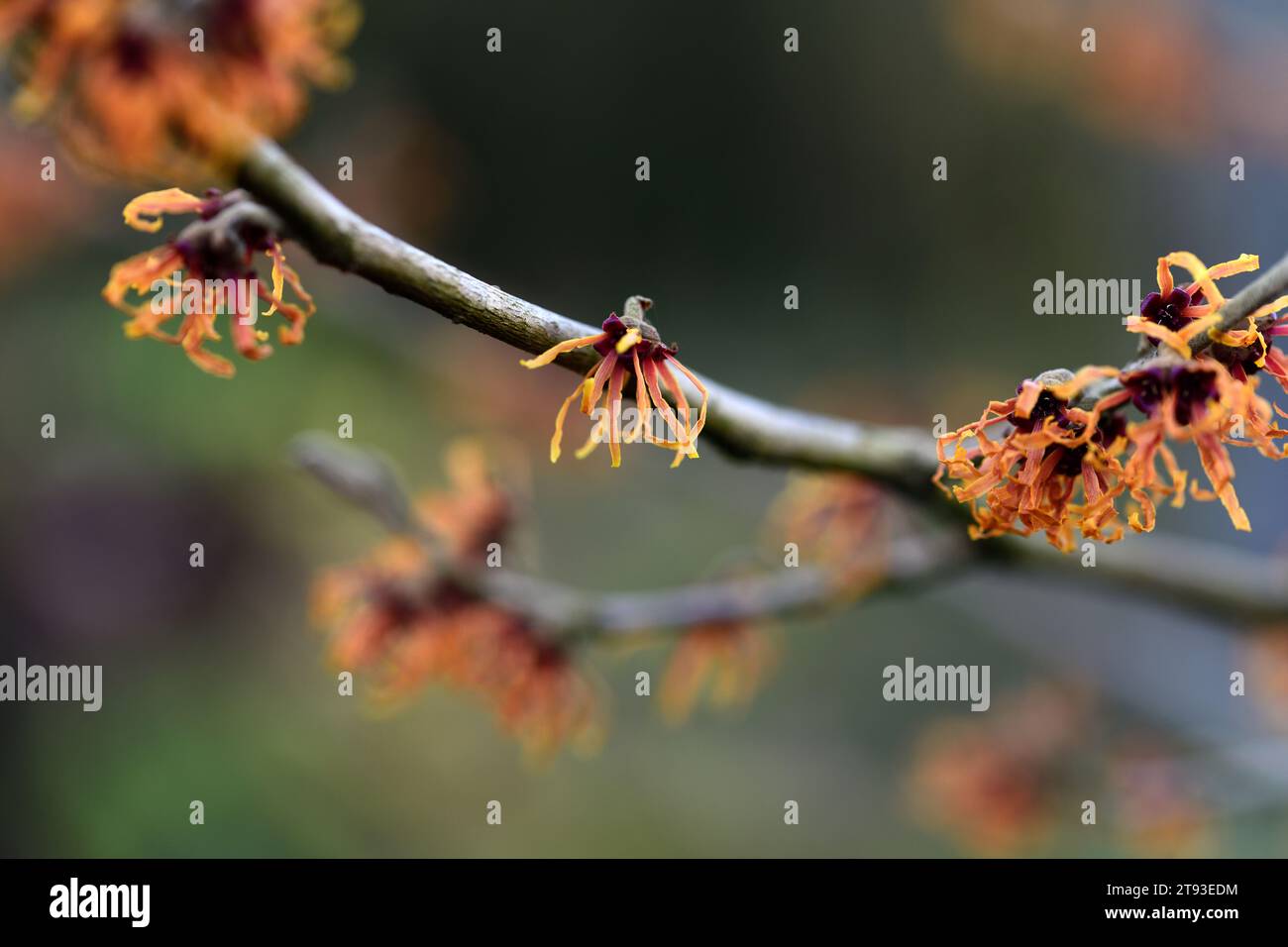 hamamelis x intermedia jelena, noisette de sorcière, noisettes de sorcière, fleurs cuivrées-orange, fleurs parfumées, fleur parfumée, floraison hivernale, arbuste à feuilles caduques, arbustes, tr Banque D'Images