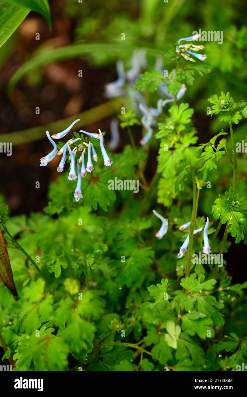 corydalis flexuosa bleu panda, fleurs azur, fleurs bleues, floraison printanière, feuilles, feuillage, bois, ombre, ombragé, ombre, jardin, jardins, jardin boisé, RM Banque D'Images