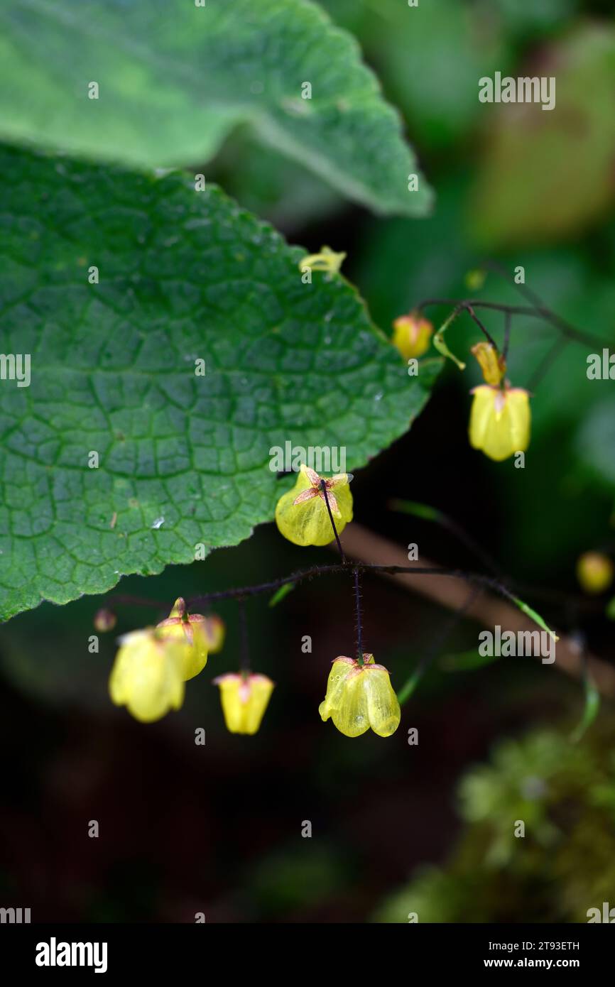 epimedium double crème, fleurs doubles jaunes crémeux, Barrenwort, feuilles décoratives, feuillage décoratif, feuilles, feuillage, ombre, jardin ombragé, bois Banque D'Images