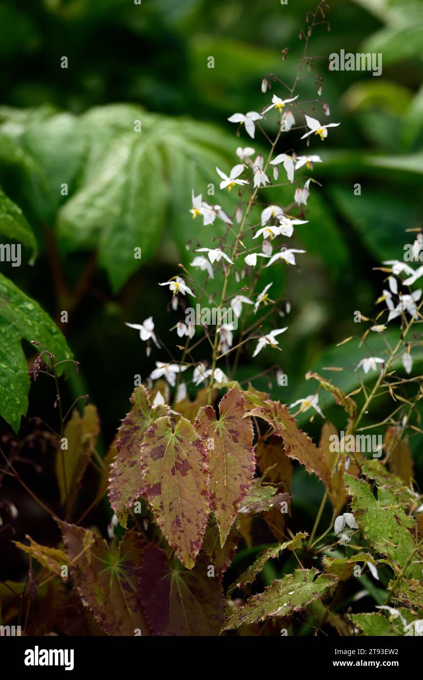 epimedium stellulatum forme longue feuille, fleurs jaunes blanches, fleurs blanches en forme d'étoile avec étamines jaunes frappantes, Barrenwort, feuilles décoratives, décorati Banque D'Images