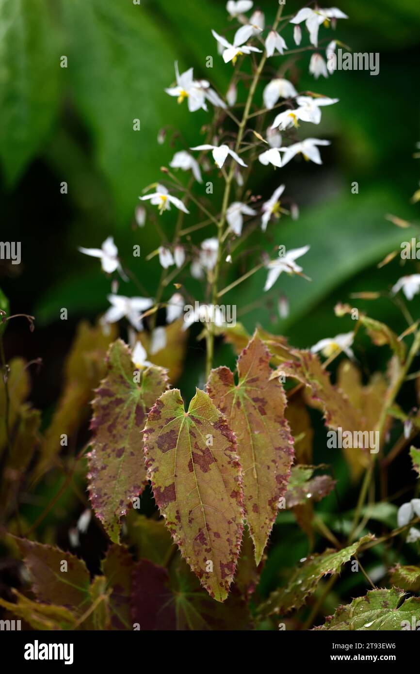 epimedium stellulatum forme longue feuille, fleurs jaunes blanches, fleurs blanches en forme d'étoile avec étamines jaunes frappantes, Barrenwort, feuilles décoratives, décorati Banque D'Images