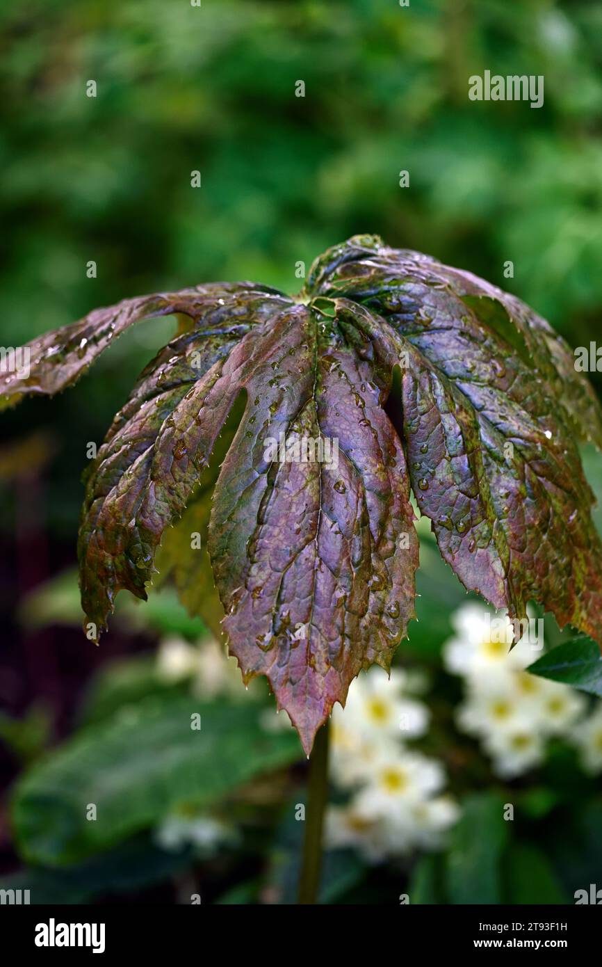 Podophyllum × inexpectatum, bronze brillant, feuilles vert brun, feuillage vert brun, ombre, ombragé, jardin boisé ombragé, RM Floral Banque D'Images