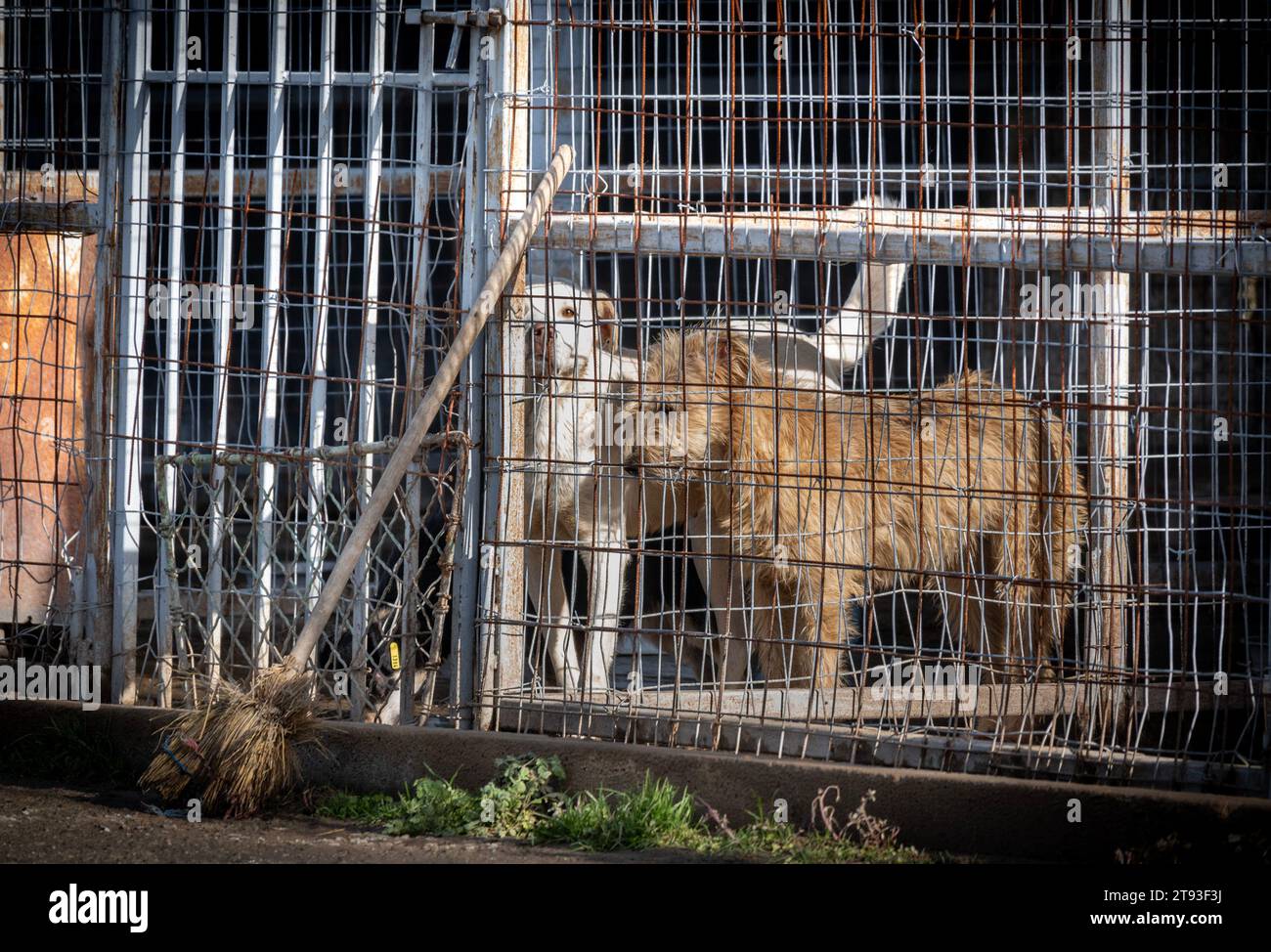 Yambol Bulgarie 21 novembre 2023 : l'expatriée Claire Starling du Yorkshire a organisé une manifestation pour les droits des animaux après qu'un doigt de sa main droite s'est mordu lors d'une visite au refuge de Yambol. Claire qui a dit qu'elle nourrissait les chiens quand l'incident se produit les chiens sont affamés et en très mauvais état. Les militants des droits des animaux, y compris la communauté anglaise, se sont rassemblés pour protester contre l’état du refuge municipal pour chiens. Les chiens vivant dans leurs excréments exposés aux éléments météorologiques les chiens meurent de coup de chaleur et de gelures. Clifford Norton Alamy Live News Banque D'Images