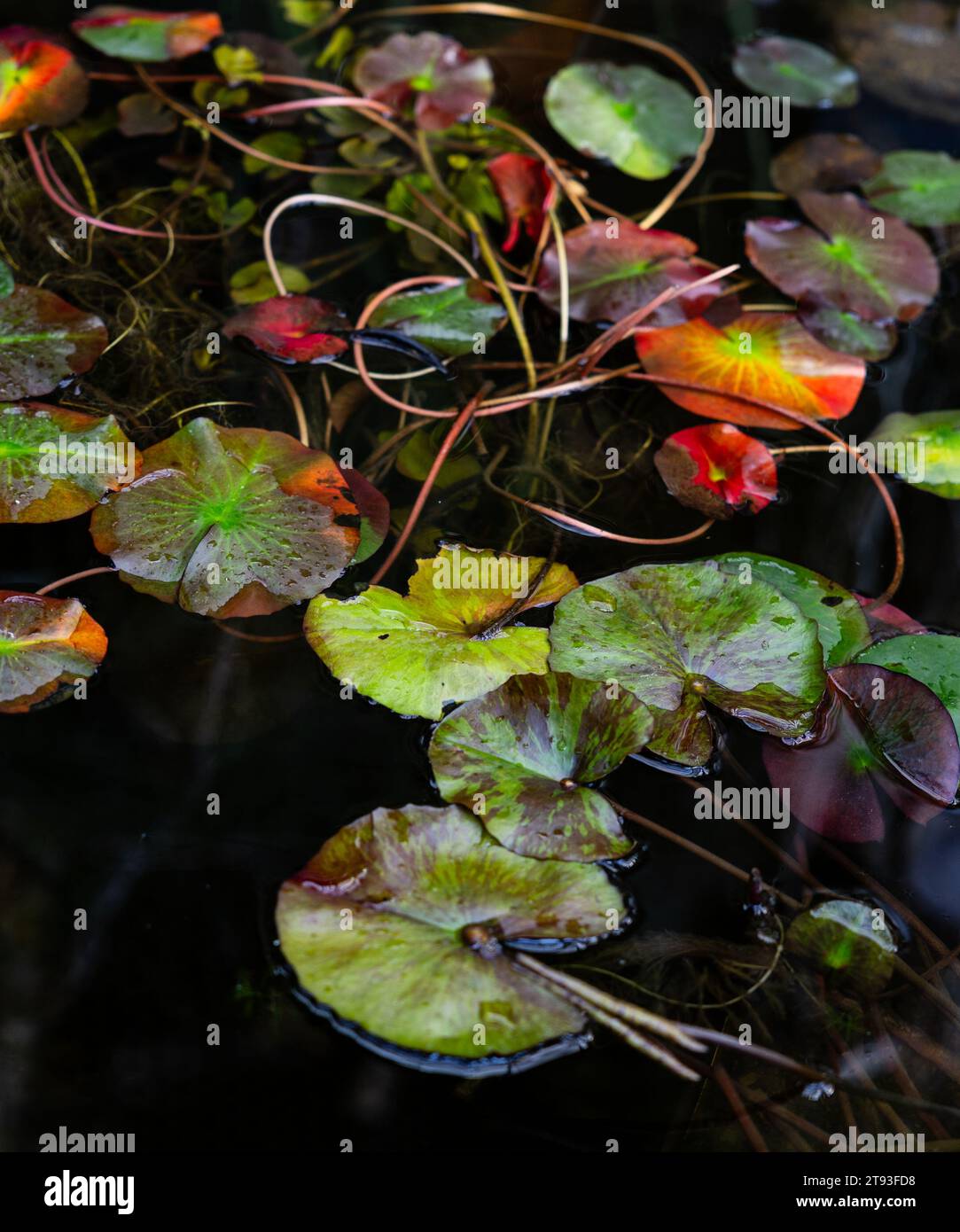 Détail de la végétation de l'étang avec des feuilles de couleur vive de la plante, image verticale Banque D'Images