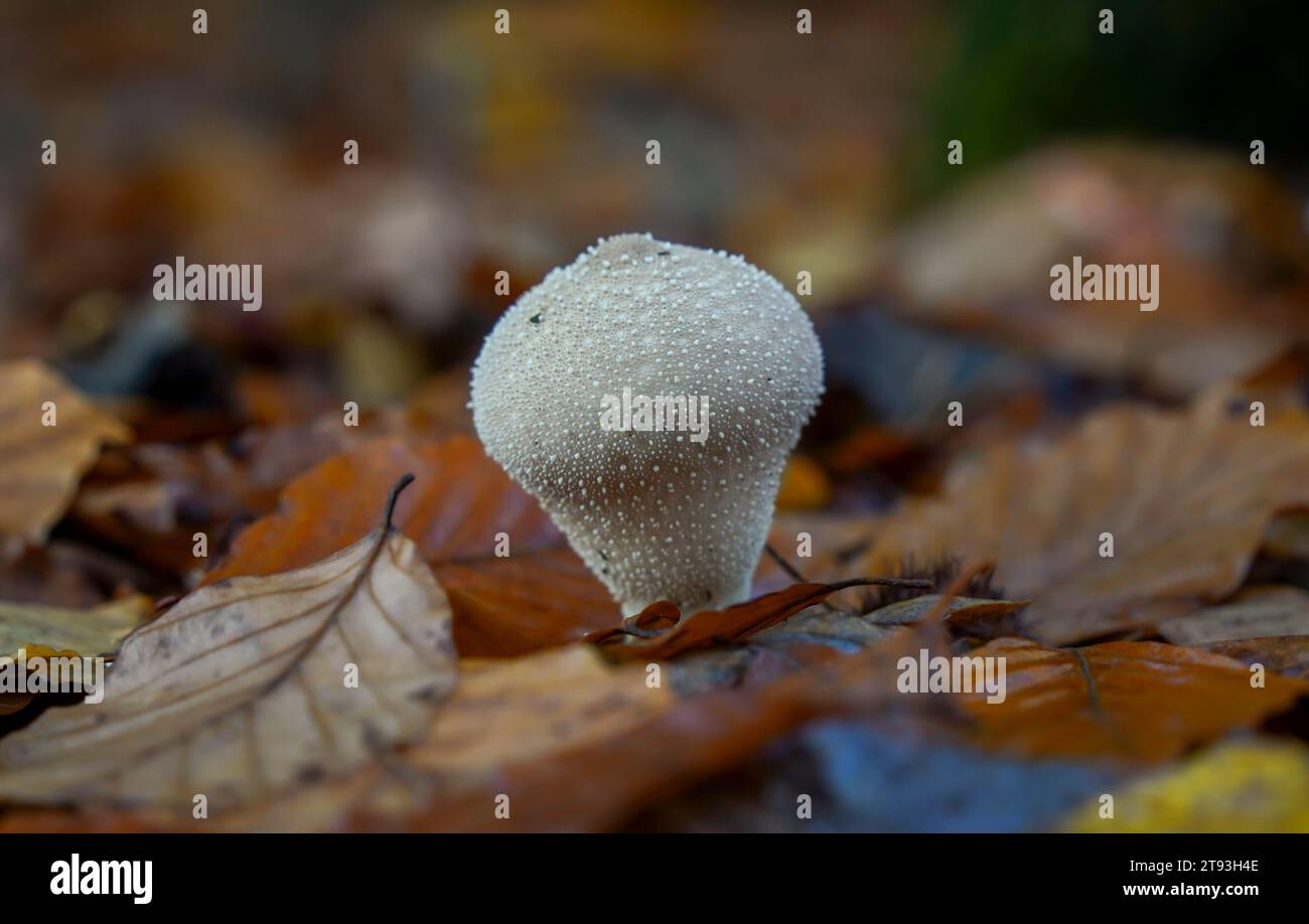 Boule de neige commune, boule de neige tordue, boule de neige cloutée de pierres précieuses, boîte à priser du diable, Lycoperdon perlatum, champignon dans la forêt, pays-Bas. Banque D'Images