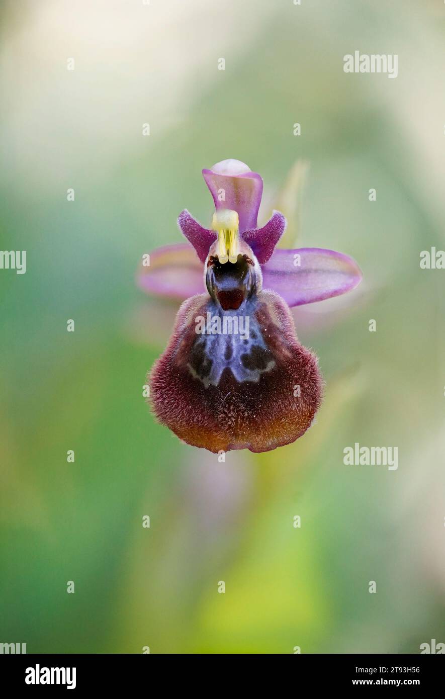 Ophrys x heraultii. Orchidée hybride avec parents Ophrys tenthredinifera x Ophrys spéculum. Majorque, Espagne. Banque D'Images