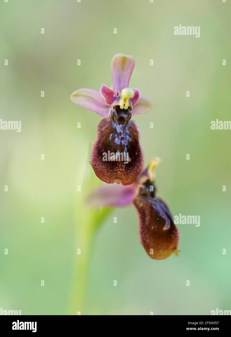 Ophrys x heraultii. Orchidée hybride avec parents Ophrys tenthredinifera x Ophrys spéculum. Majorque, Espagne. Banque D'Images