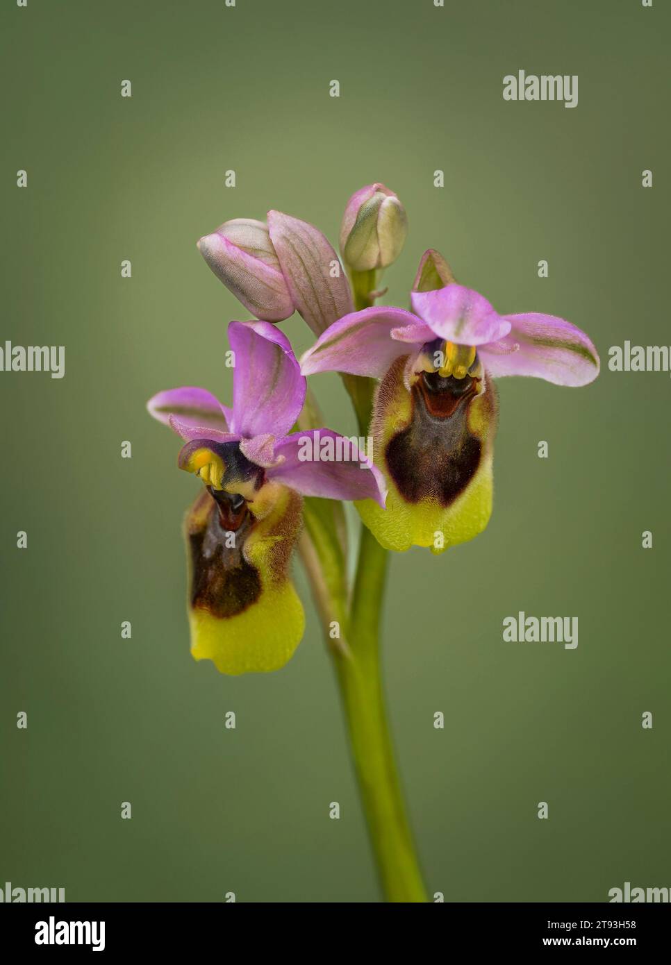 Ophrys tenthredinifera, orchidée de la mouche, orchidée sauvage rare, Andalousie, Espagne. Banque D'Images