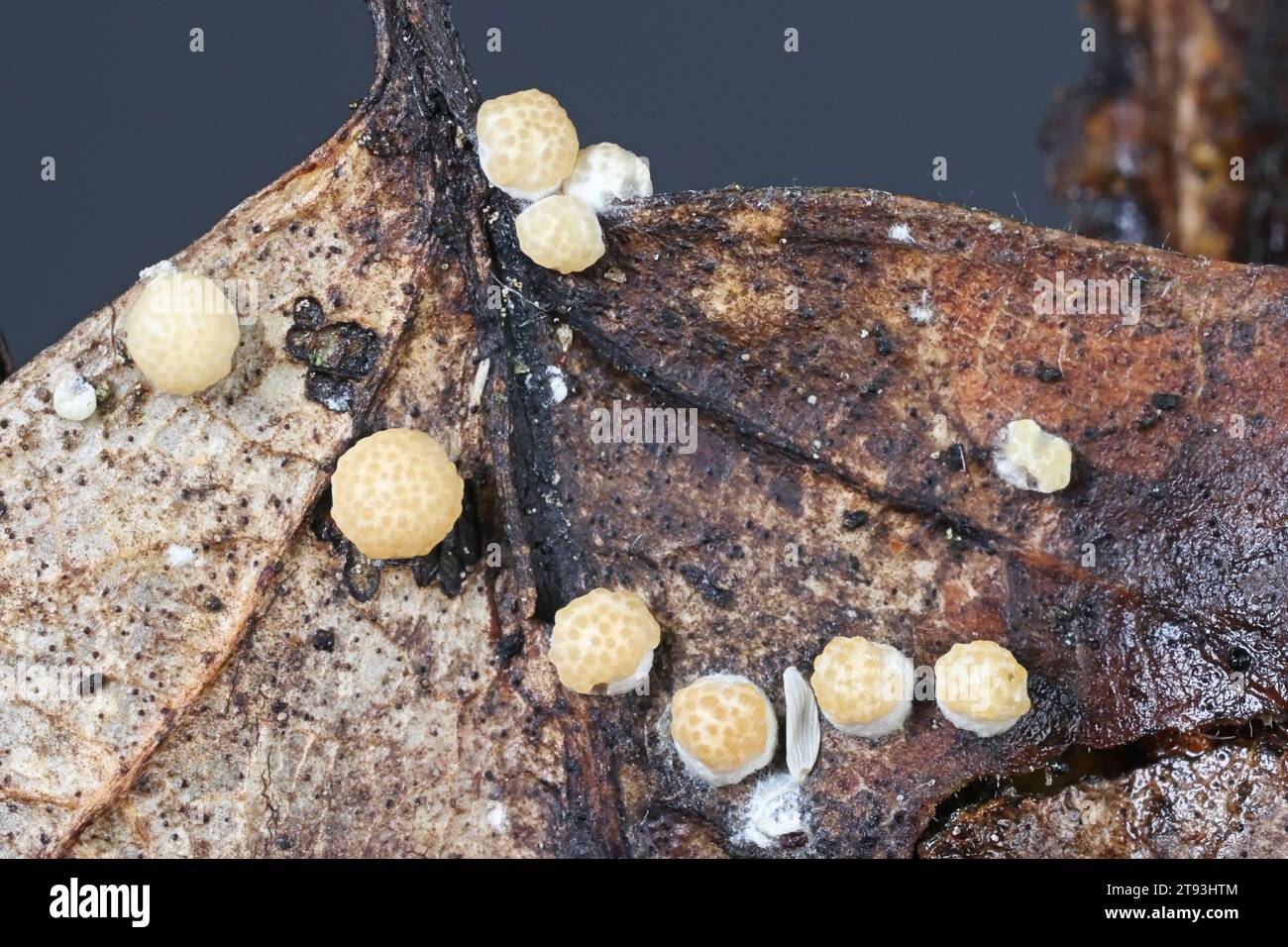 Trichoderma foliicola, également appelé Hypocrea foliicola, champignon anamorphique de Finlande poussant sur litière de feuilles, pas de nom commun en anglais Banque D'Images