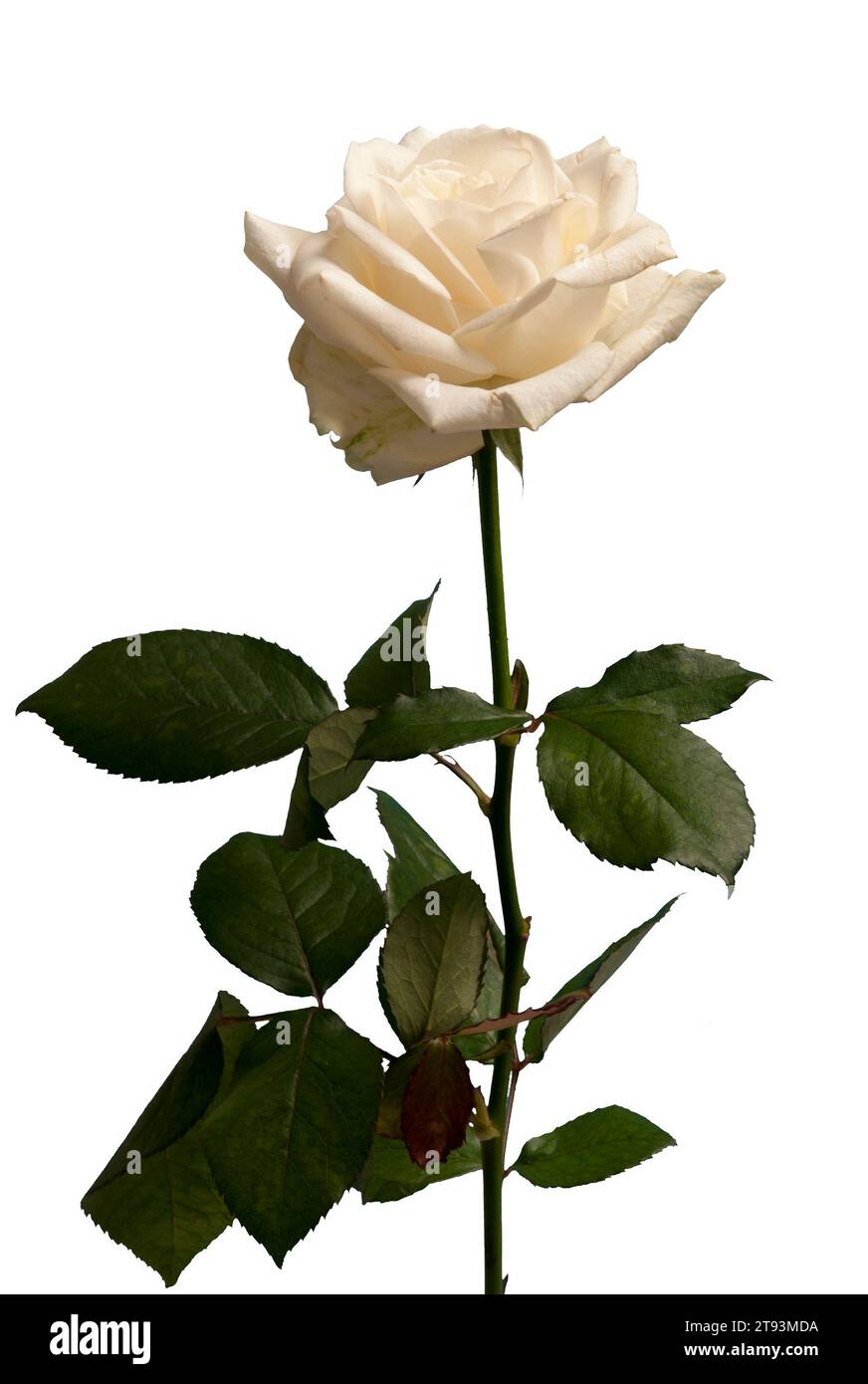 Rose blanche flower isolated Banque D'Images