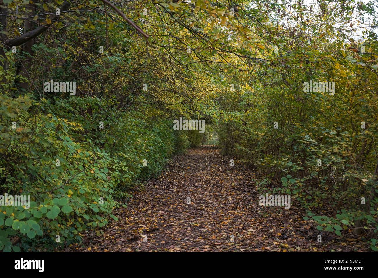 Sentier, sentier à travers une forêt de feuillus aux pays-Bas, parc naturel de Schwienswei. Limbourg en automne. Banque D'Images