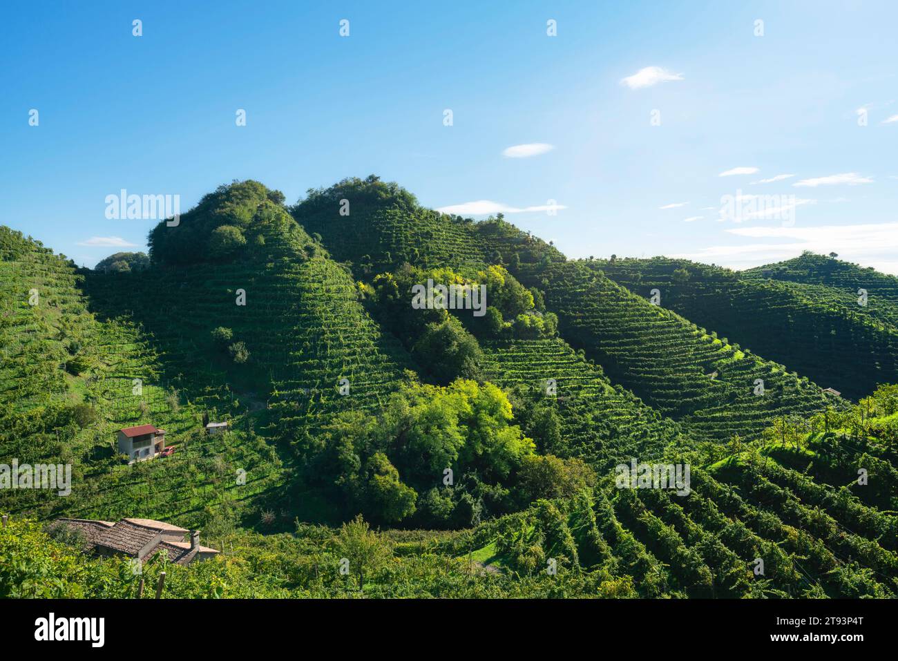 Collines Prosecco, paysage avec vignobles en amont.Patrimoine mondial de l'UNESCO.Farra di Soligo.Vénétie, Italie, Europe. Banque D'Images