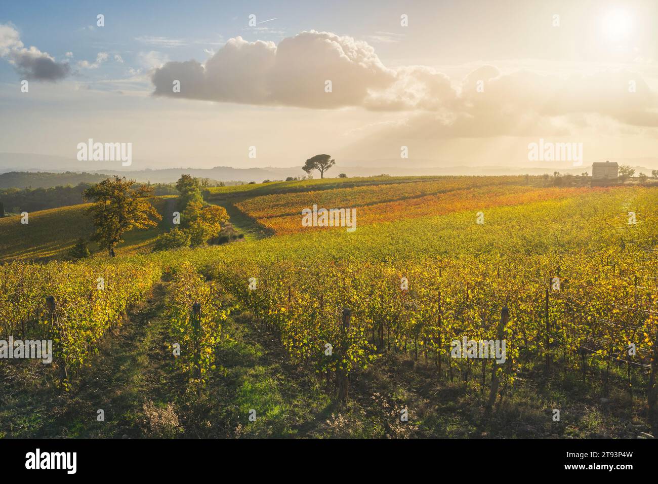 Pin de pierre et vignes, paysage d'automne dans la région du Chianti au coucher du soleil. Pievasciata, Castelnuovo Berardenga, région de Toscane, Italie Banque D'Images