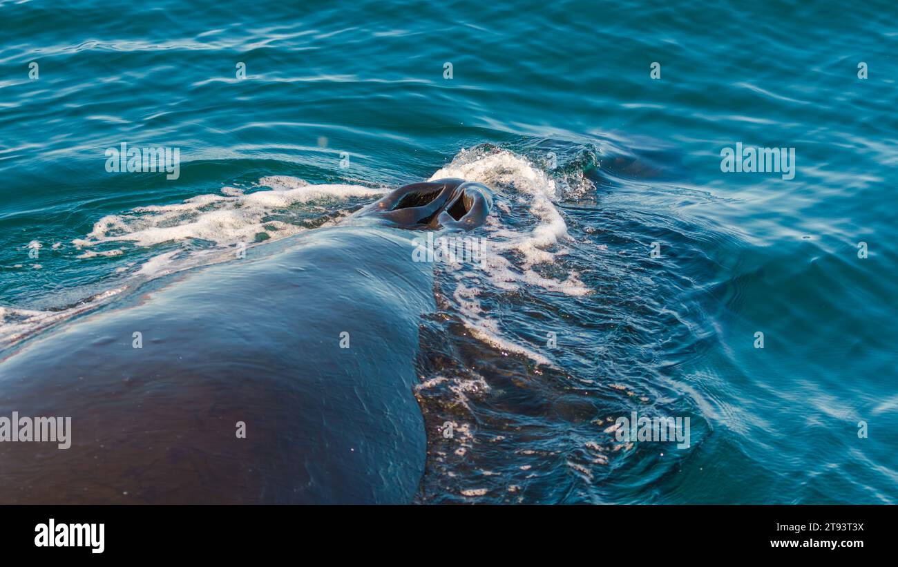 Vue rapprochée de la baleine à bosse adulte Banque D'Images