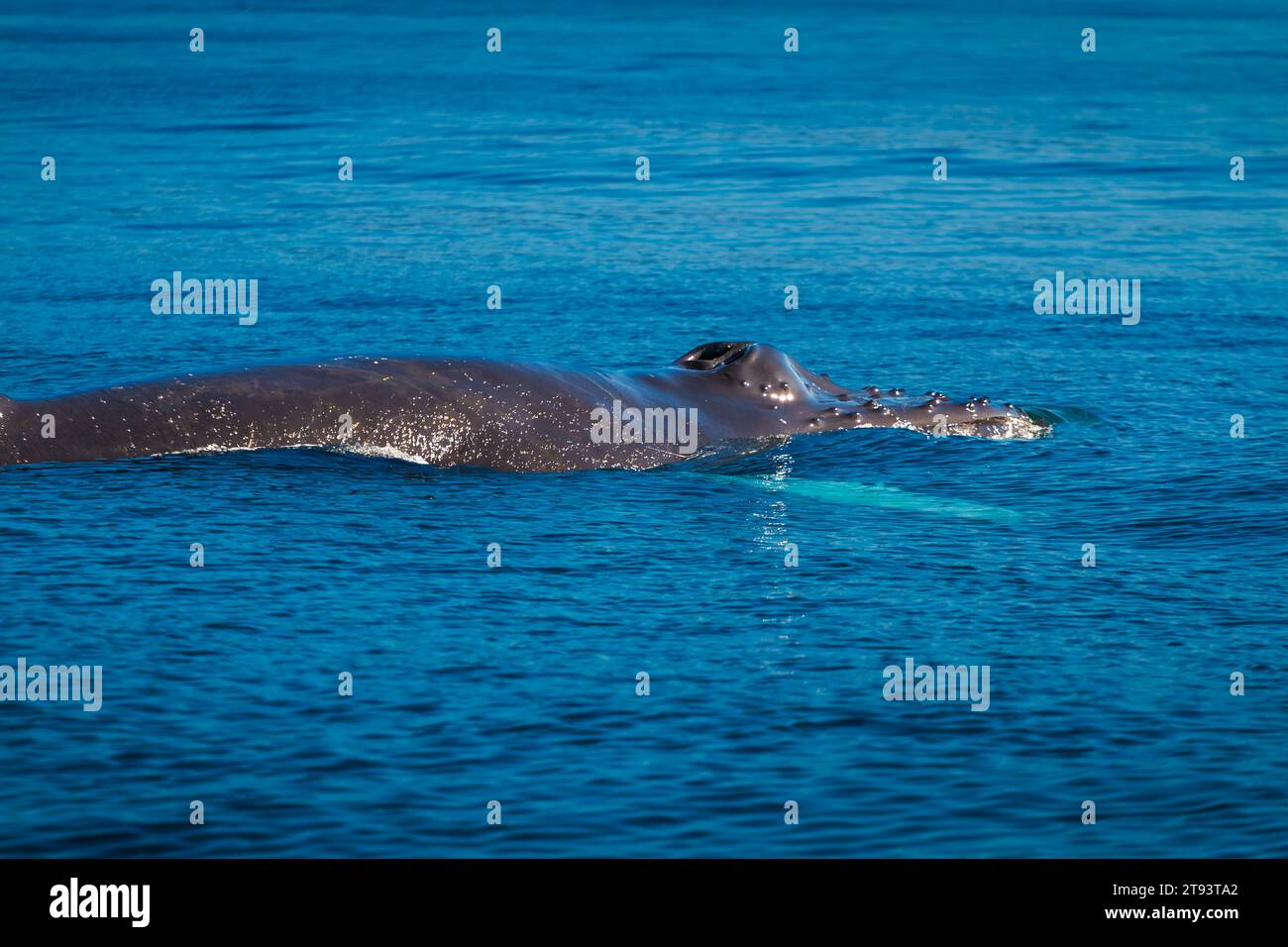 Vue rapprochée de la baleine à bosse adulte Banque D'Images