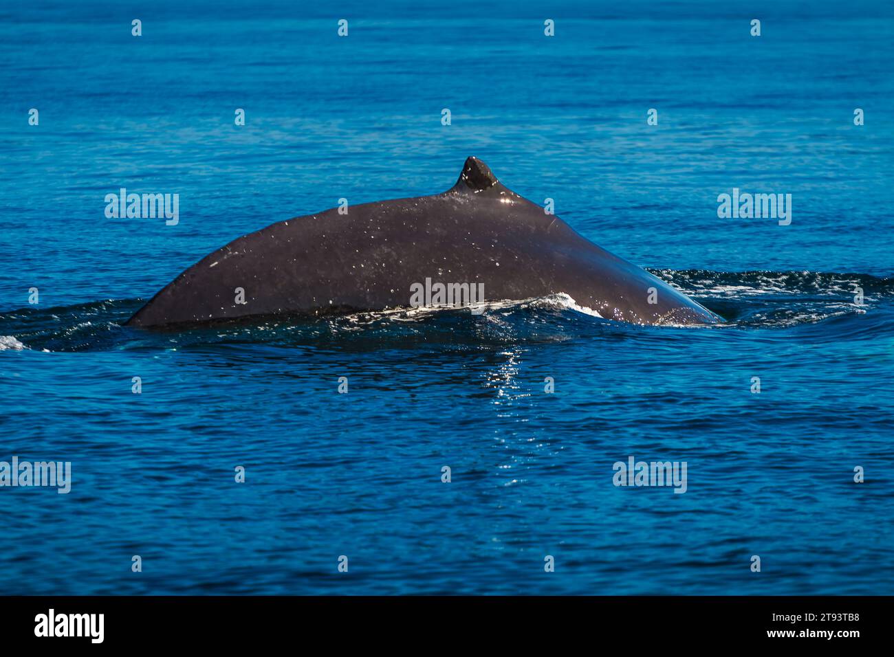 Vue rapprochée de l'aileron dorsal de baleine à bosse adulte Banque D'Images