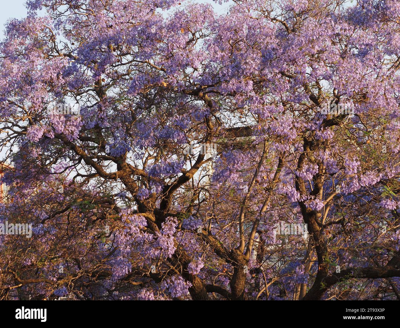 Pretoria est célèbre pour ses jacarandas qui transforment la ville en violet au printemps. Pretoria, Gauteng, Afrique du Sud Banque D'Images