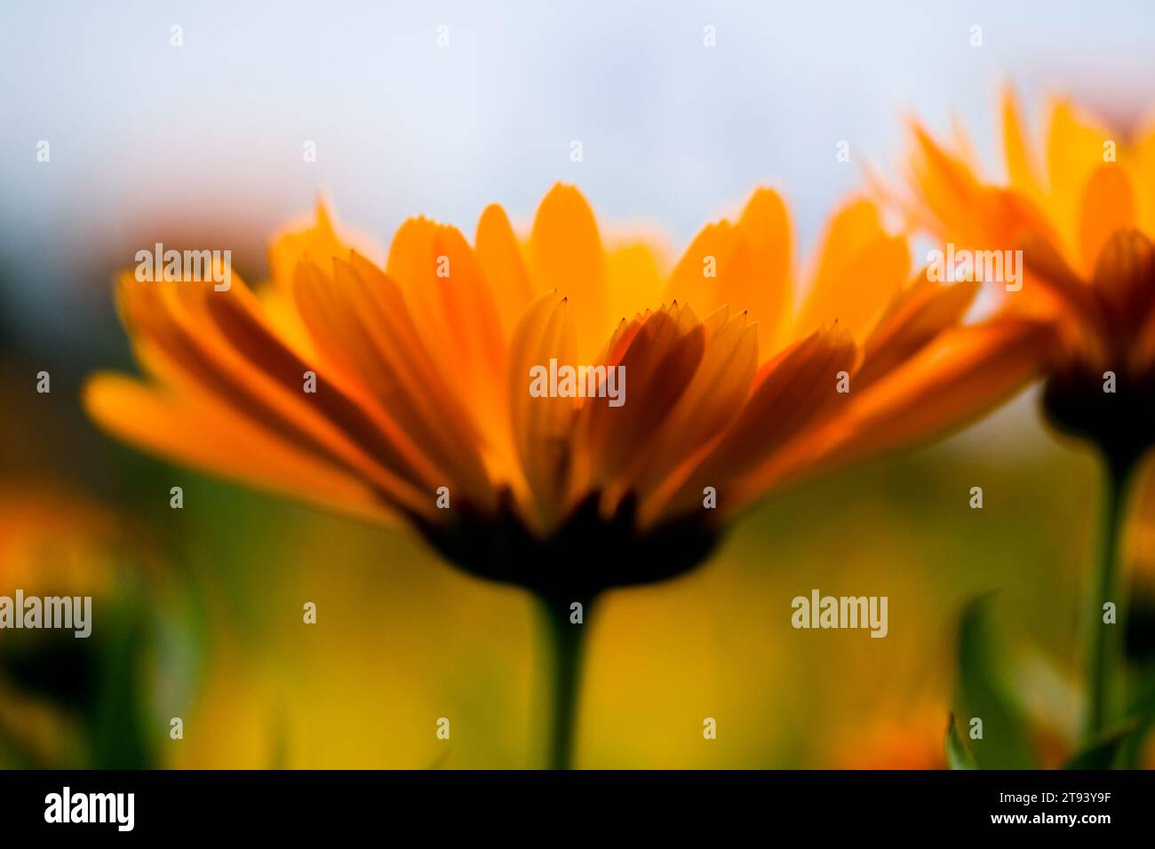 Champs pleins de marigolds magnifiquement fleuris en été en Allemagne, gros plan. Banque D'Images