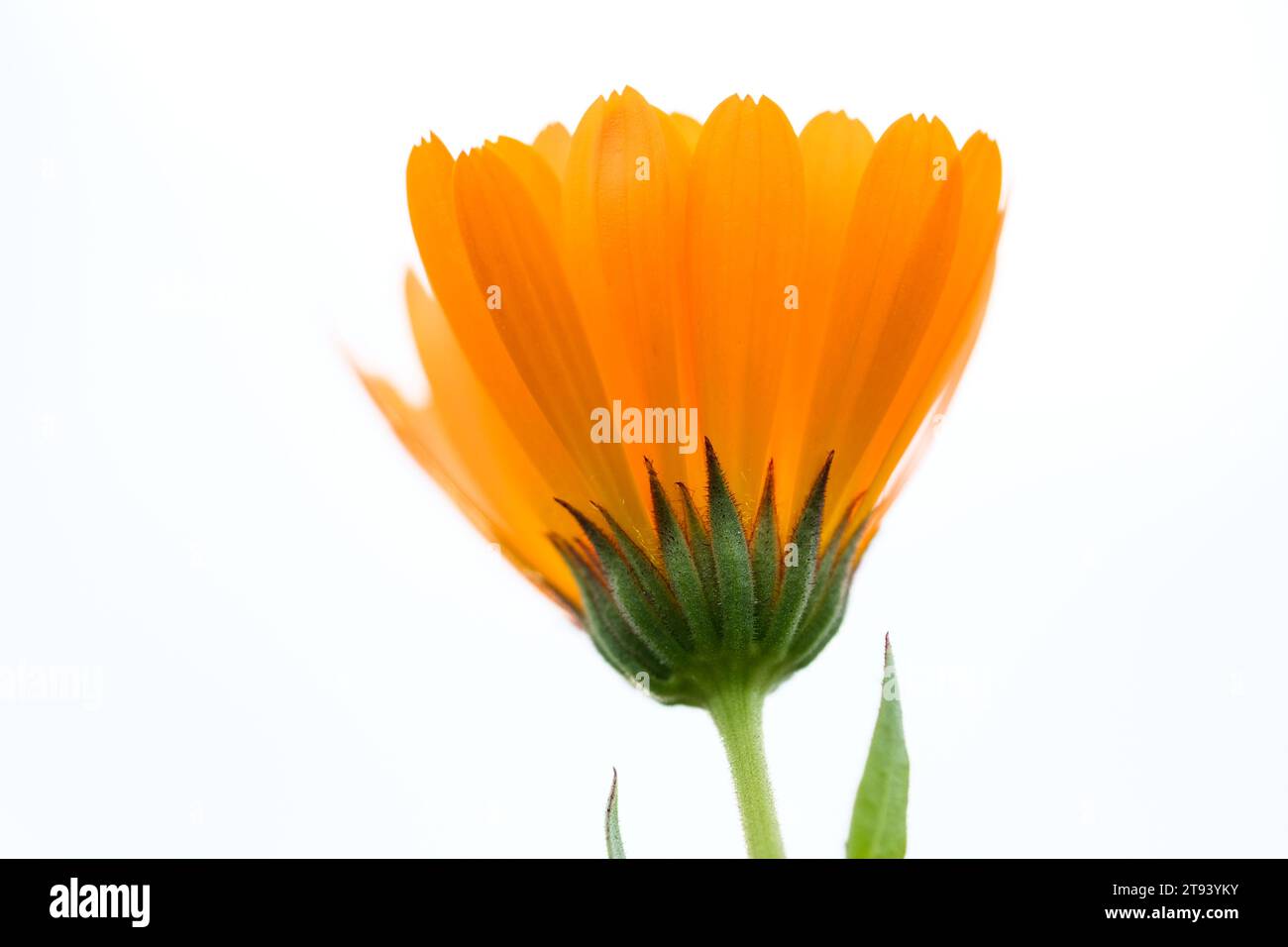 Champs pleins de marigolds magnifiquement fleuris en été en Allemagne, gros plan. Banque D'Images