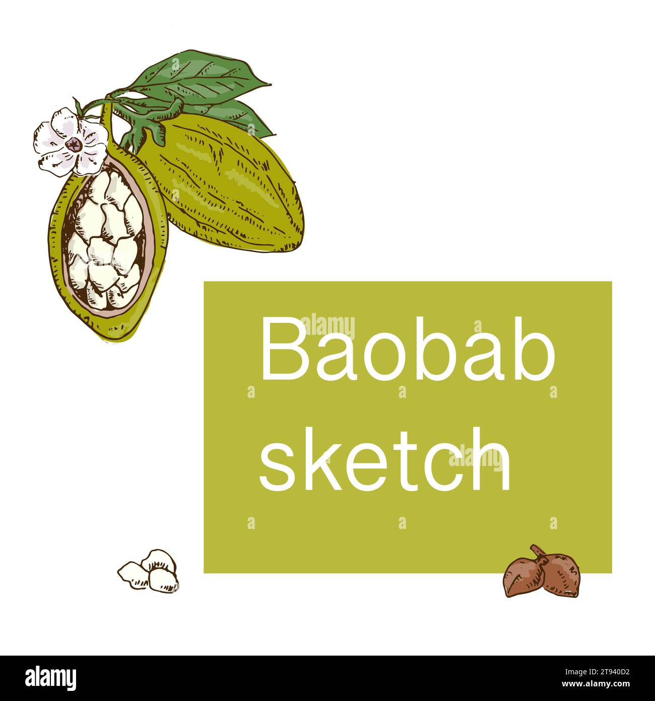 fond de baobab dessiné à la main pour étiquette, bannière Illustration de Vecteur