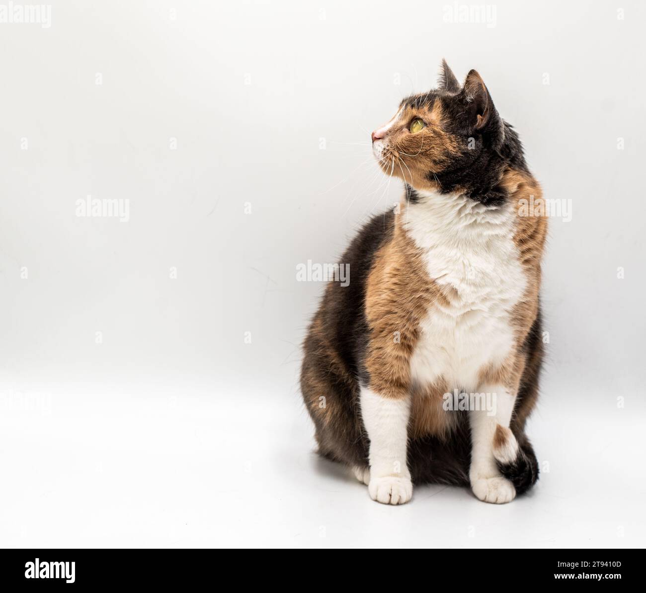 Chat posant seul isolé sur fond blanc Banque D'Images