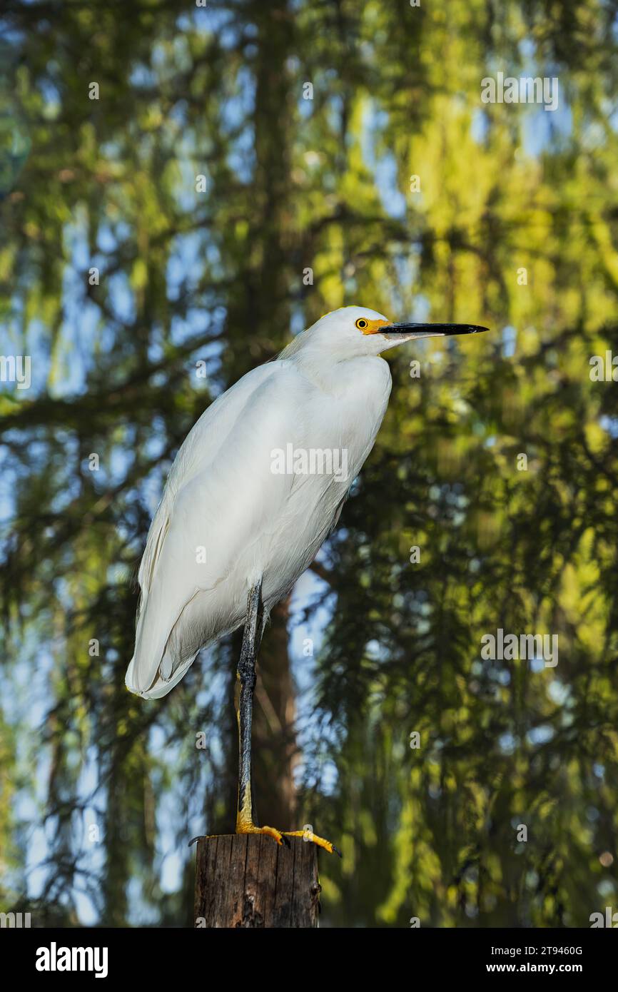 Aigrette enneigée (Egretta thula) debout devant un arbre. le marquage sur le terrain est des « pantoufles dorées » ou des pieds jaunes Banque D'Images