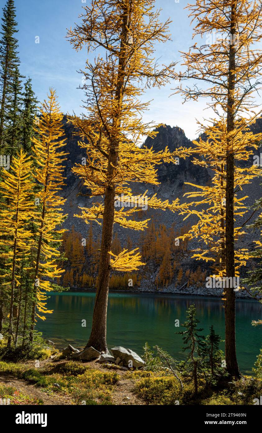 WA23723-00...WASHINGTON - Mélèze à l'automne à Upper Eagle Lake dans la forêt nationale Okanogan-Wenatchee. Banque D'Images