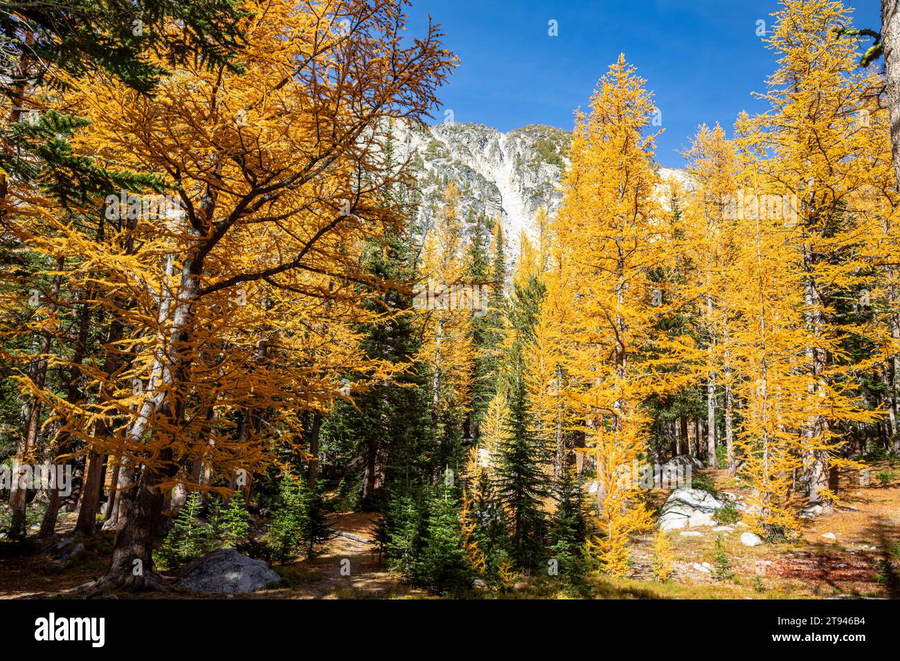 WA23725-00...WASHINGTON - Mélèze aux couleurs d'automne près du lac Upper Eagle dans la forêt nationale Okanogan-Wenatchee. Banque D'Images
