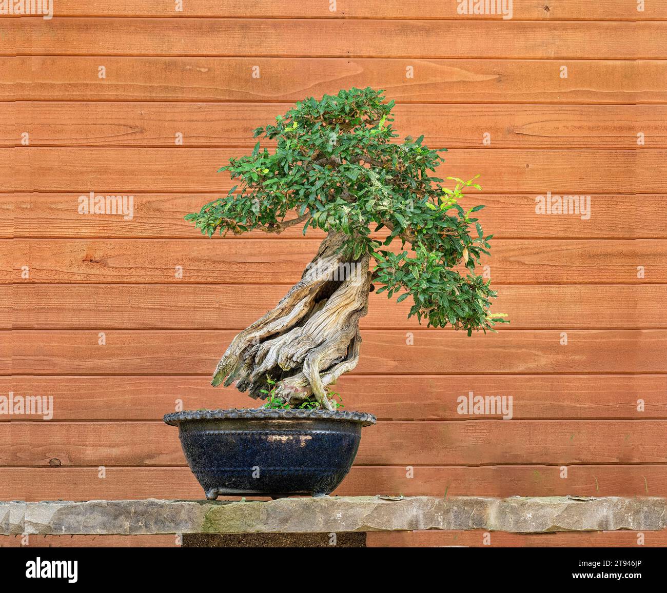 Bonsaï, grenade punica granatum avec un fond de panneau de bois. Banque D'Images
