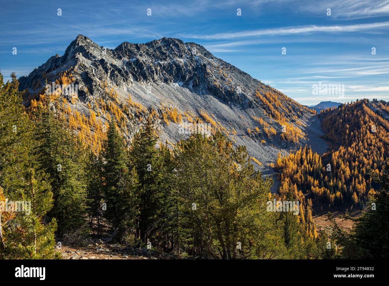 WA23739-00...WASHINGTON - Mélèze de couleur automne le long des pentes de Sawtooth Ridge sur la boucle Golden Lakes ; forêt nationale d'Okanogan. Banque D'Images