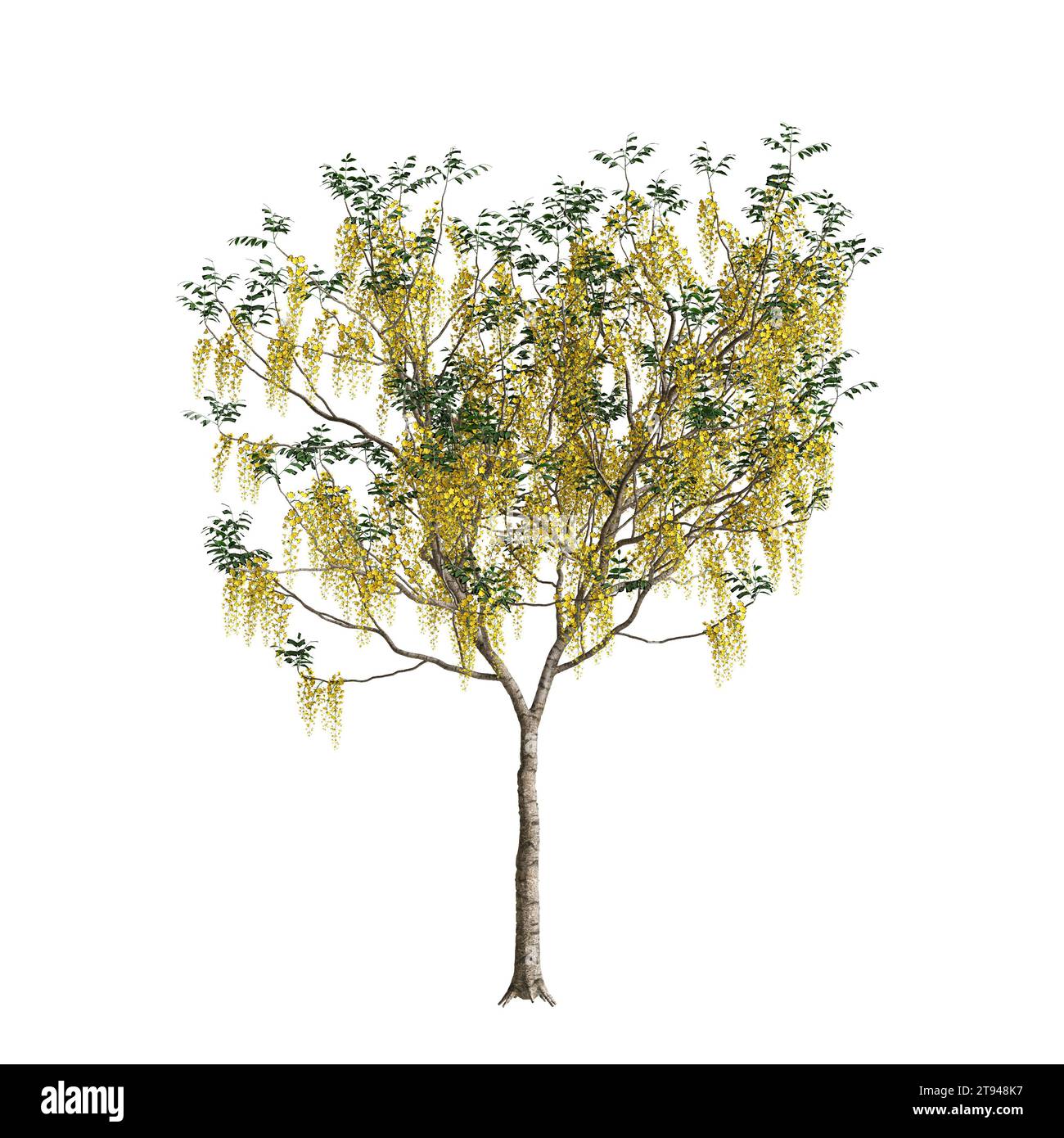 Illustration 3d de l'arbre fistula Cassia isolé sur fond blanc Banque D'Images