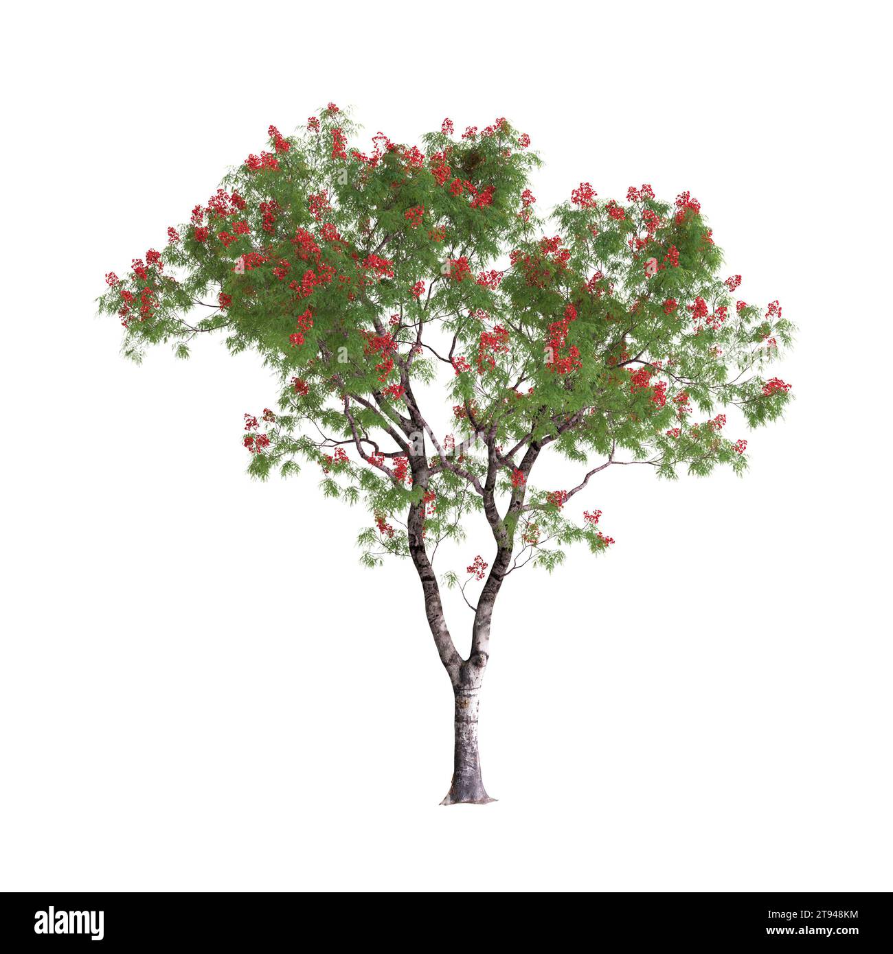 Illustration 3d de Framboyant, Dolonix regia arbre isolé sur fond blanc Banque D'Images
