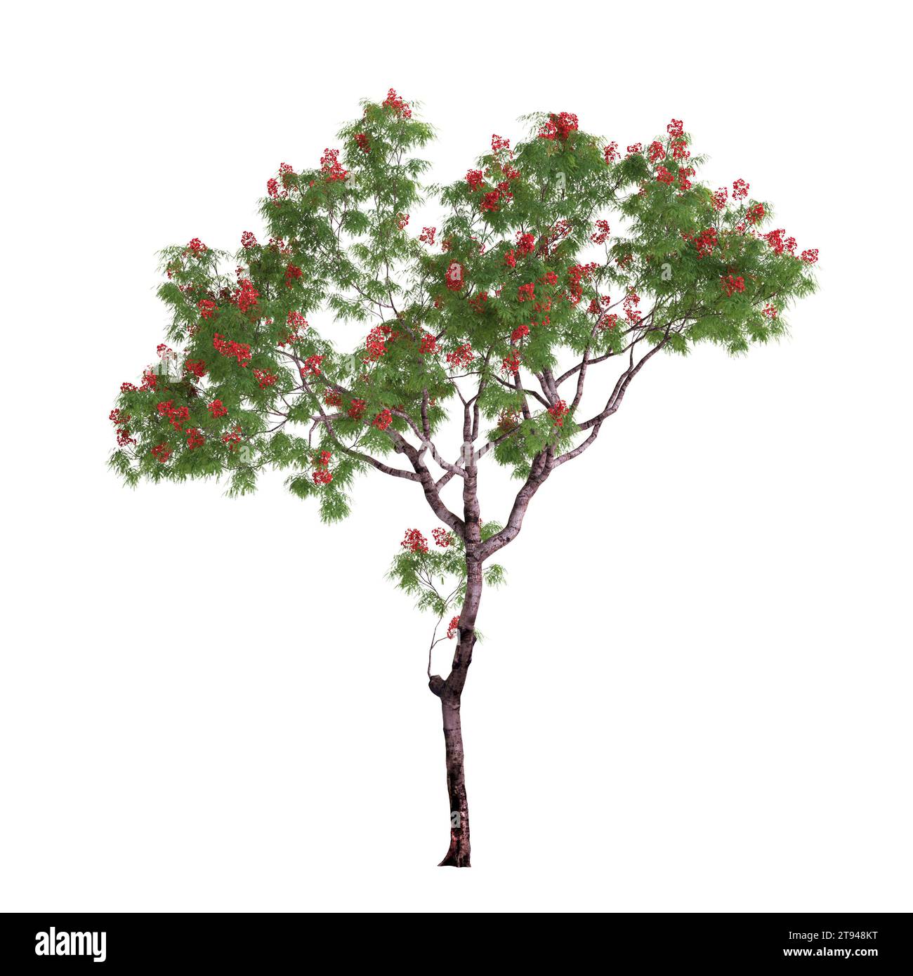 Illustration 3d de Framboyant, Dolonix regia arbre isolé sur fond blanc Banque D'Images